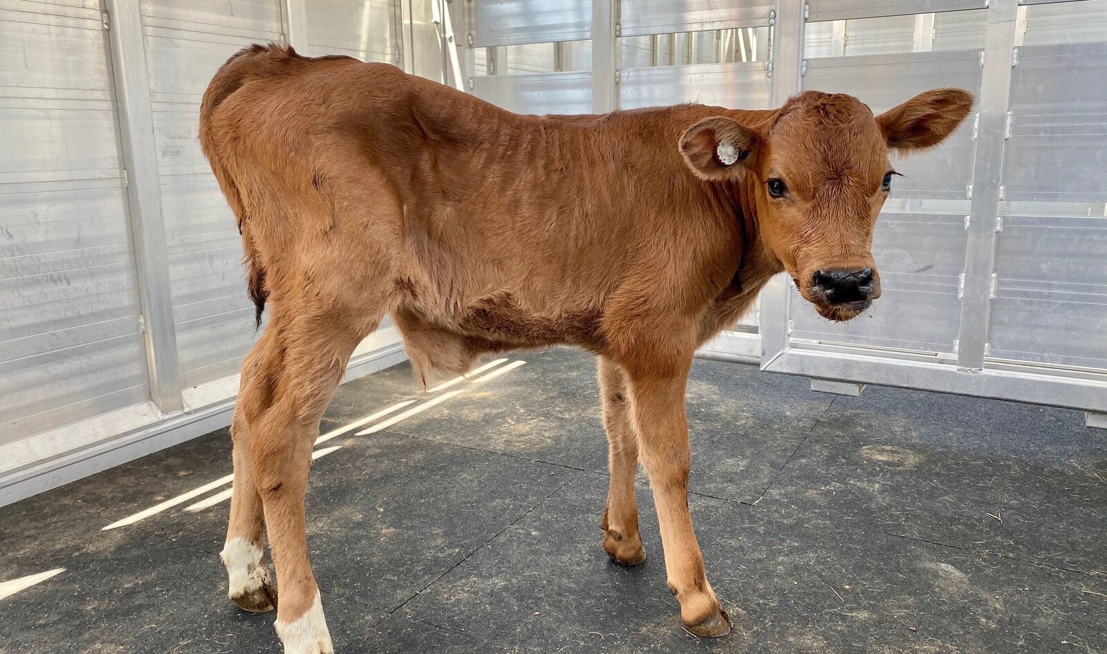 Animal Sanctuary Rescues Calf from Slaughter, Names Him After Late Civil Rights Legend John Lewis