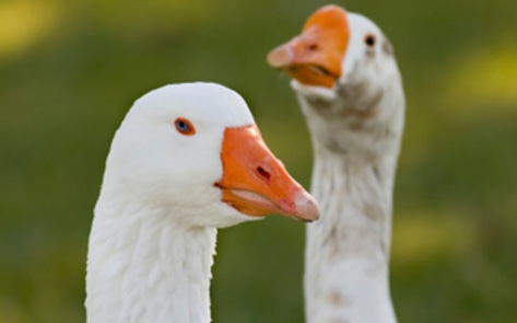 Foie Gras Pollution