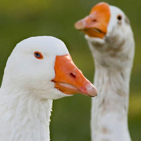 <i>Los Angeles Times</i> Supports the Ban on Foie Gras