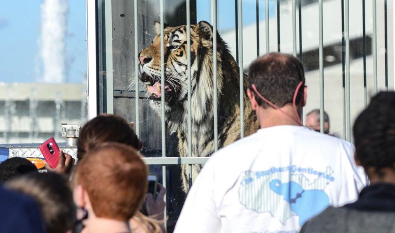 Nearly 10,000 Sign Petition to Liberate Caged Tiger Mascot From University of Memphis&nbsp;&nbsp;