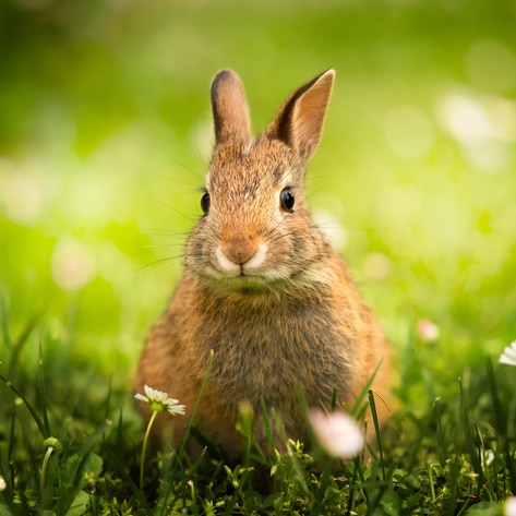 Colombia to Ban Cosmetic Animal Testing by 2024