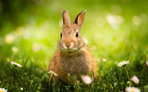 Colombia to Ban Cosmetic Animal Testing by 2024