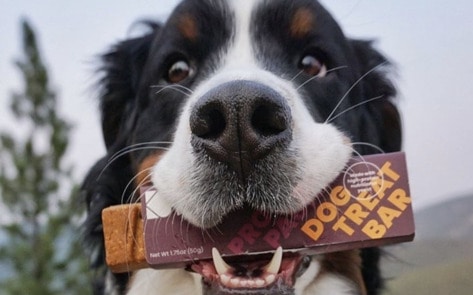This Pet-Food Tech Company Just Made Chicken … Without Chicken