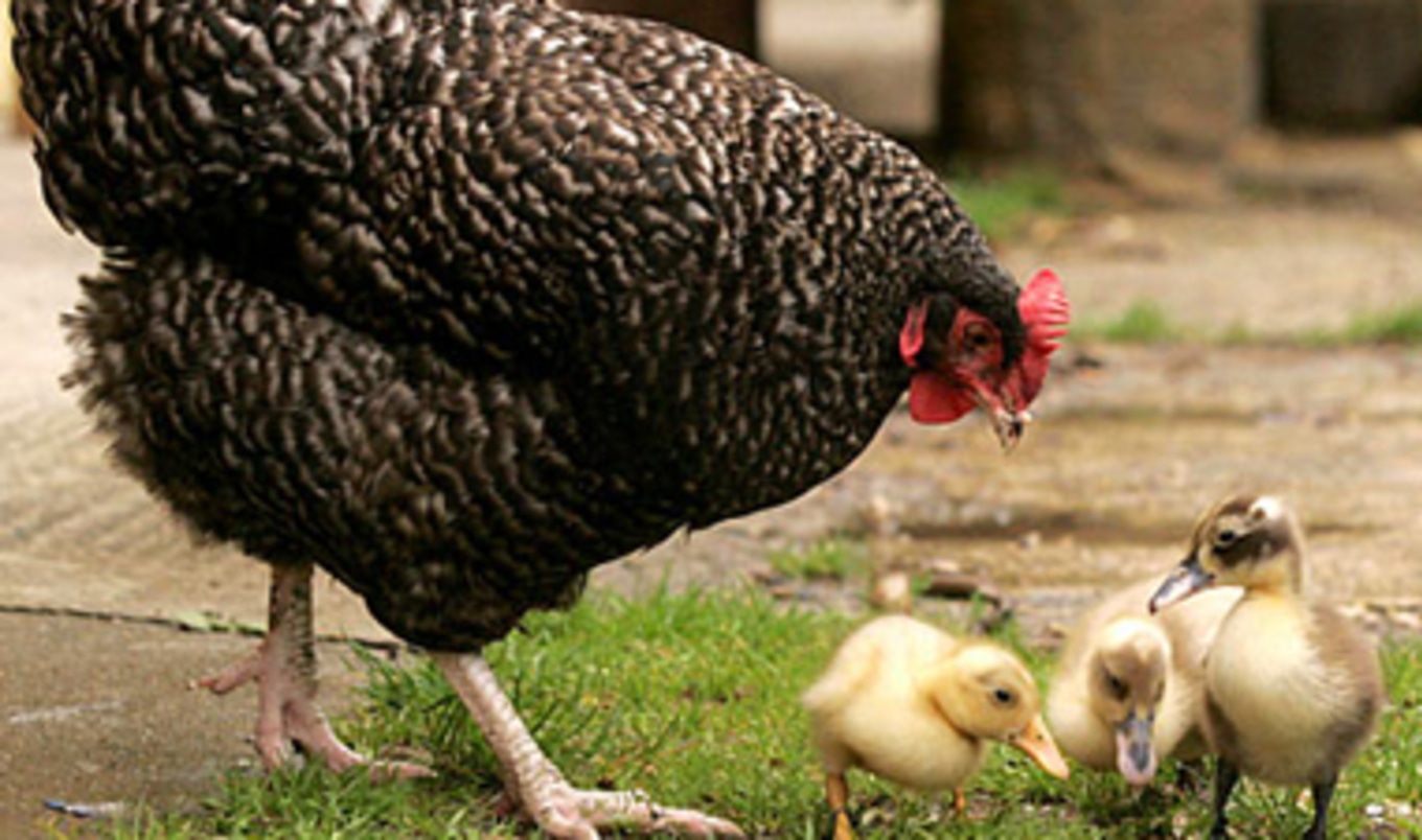 <i>New York Times</i> Notes the Intelligence of Chickens