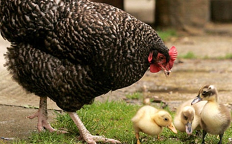 <i>New York Times</i> Notes the Intelligence of Chickens