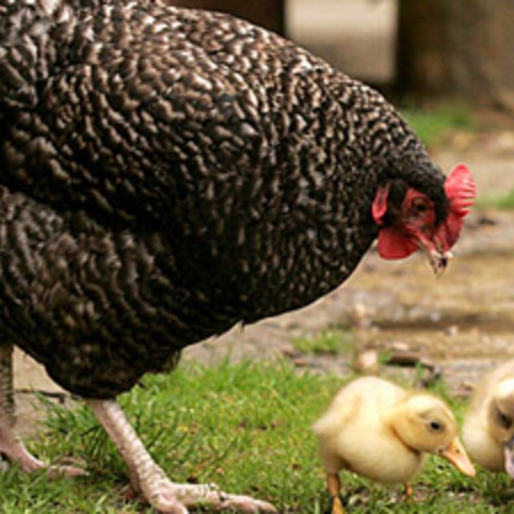 <i>New York Times</i> Notes the Intelligence of Chickens