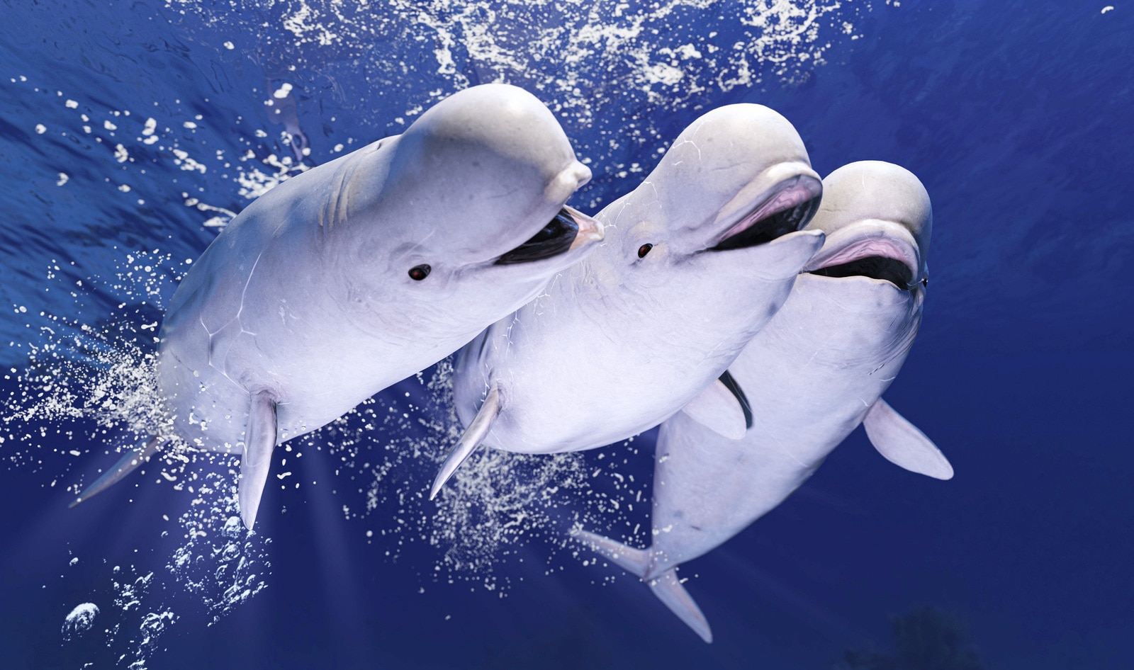 North America's First Sanctuary For Rescued Whales Set to Open in 2023