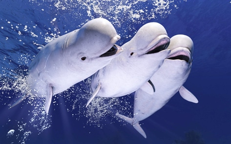 North America's First Sanctuary For Rescued Whales Set to Open in 2023
