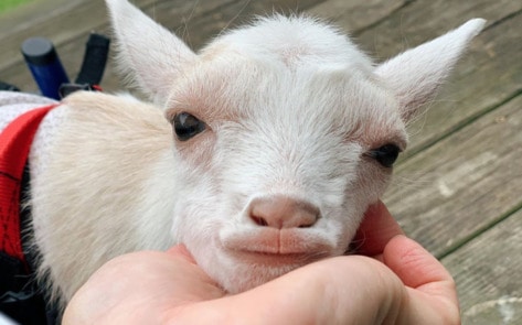 5 Stunning Animal Photography Books for When You Can’t Pet a Cow in Person