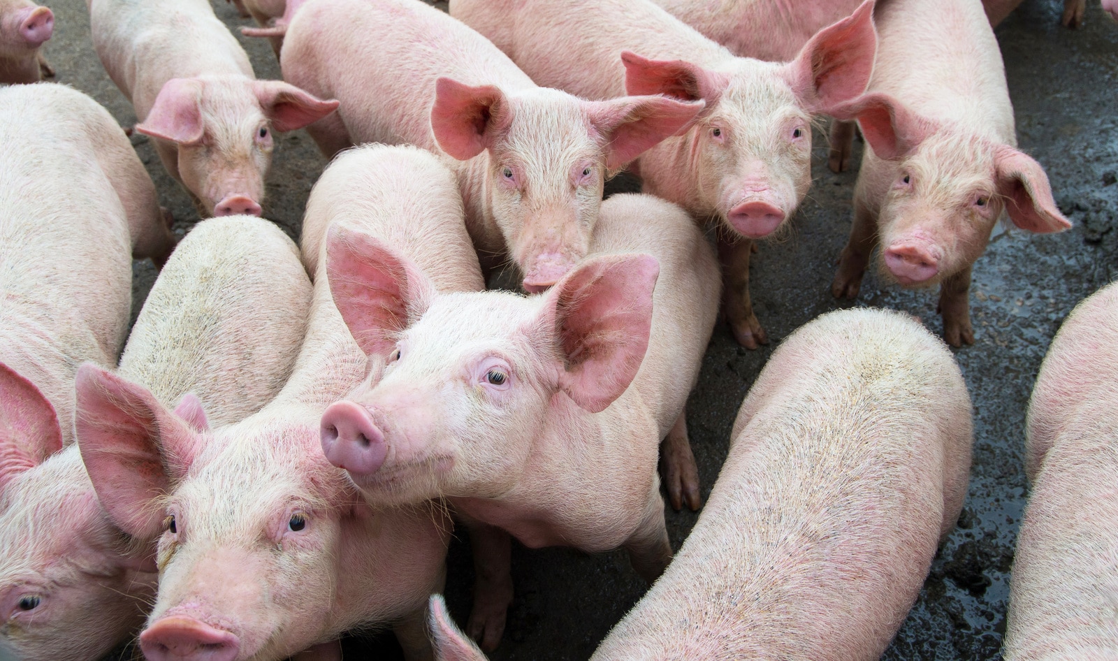 COVID-19 Virus Survives on Chicken, Salmon, and Pork for 21 Days, Report Finds