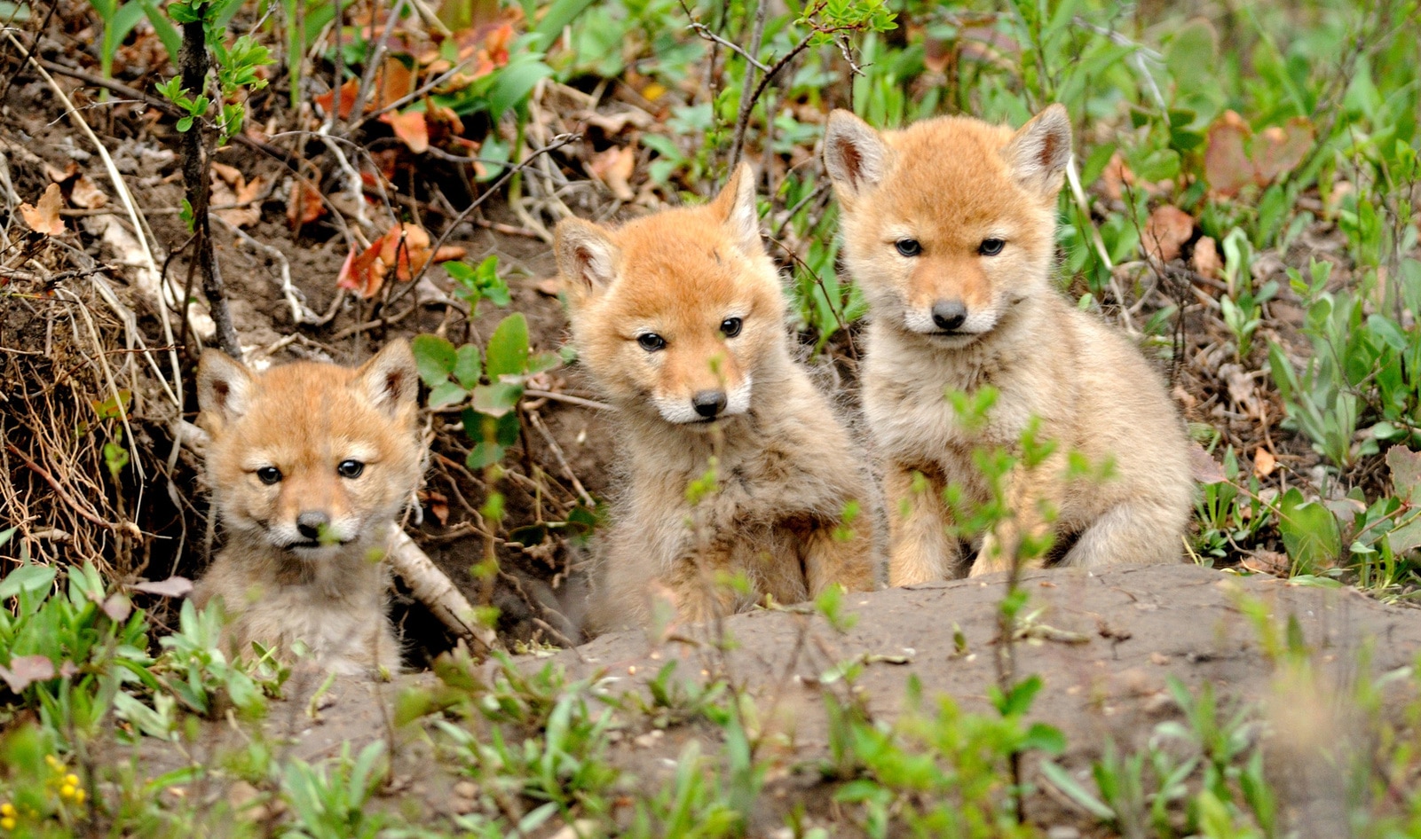 Washington Bans Wildlife Killing Contests&nbsp;