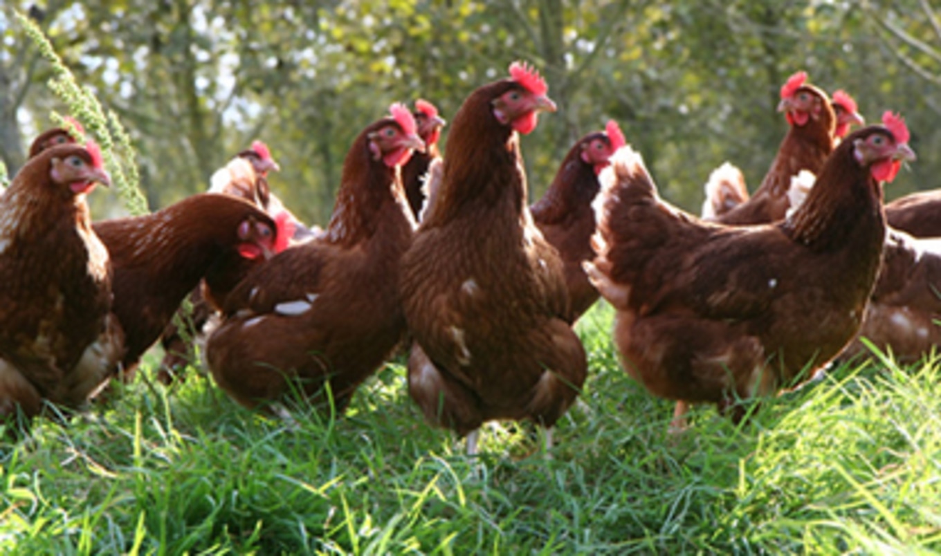 Hen Welfare Bill in Congress