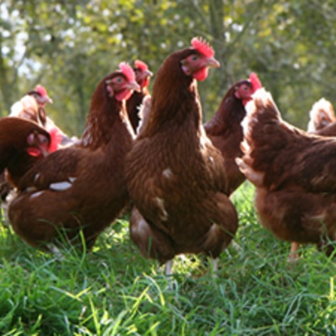 3,000 Hens Rescued by Animal-Welfare Organization