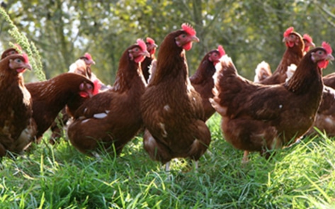 Hen Welfare Bill in Congress