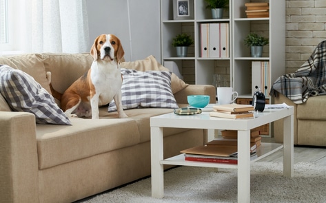7 Easy Ways to Transform Your Space Into a Chic Vegan Home 