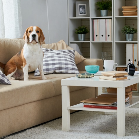 7 Easy Ways to Transform Your Space Into a Chic Vegan Home 