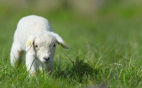 School Lamb Slaughtered