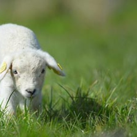 "Downer" Rights Expand