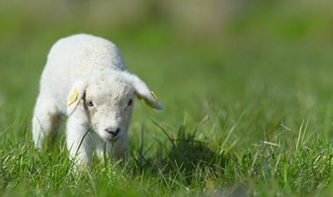 LambGrassVND