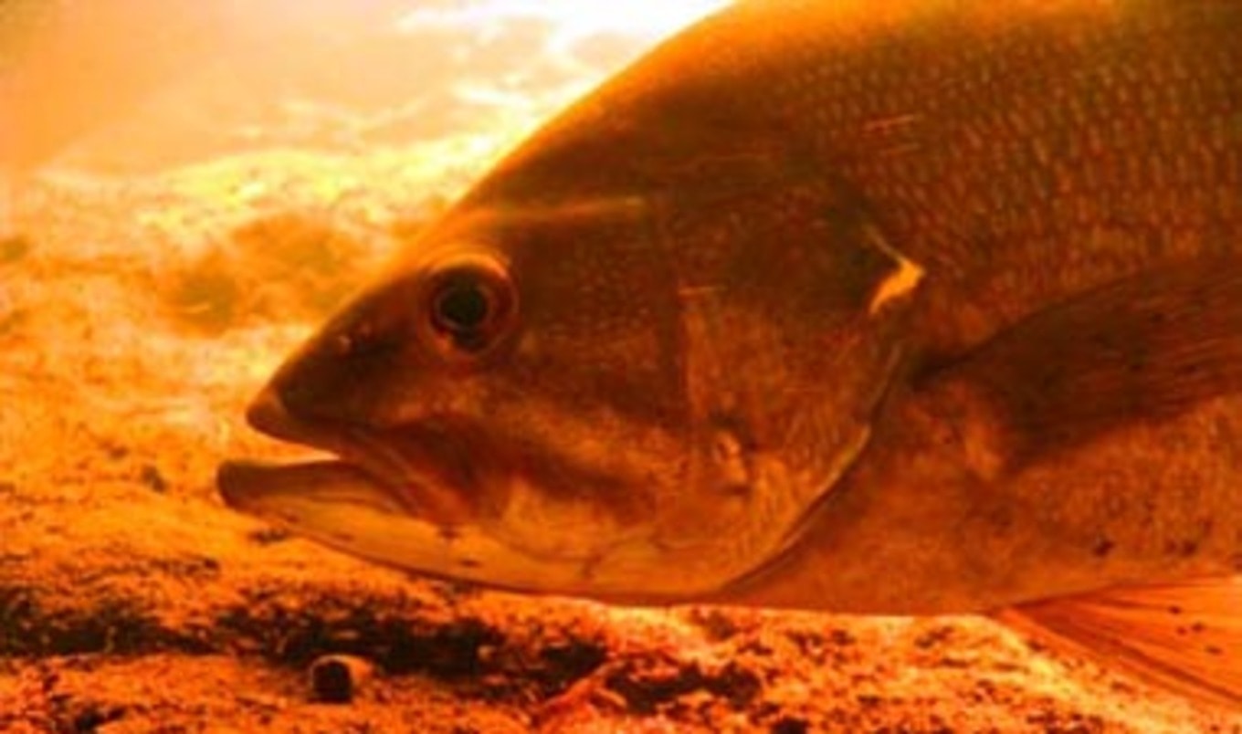 Increasing Intersex Fish