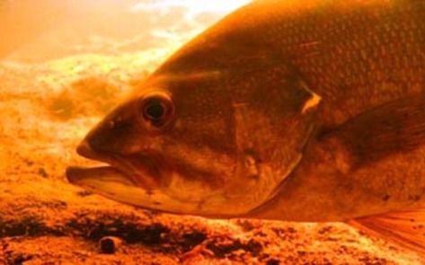 Increasing Intersex Fish