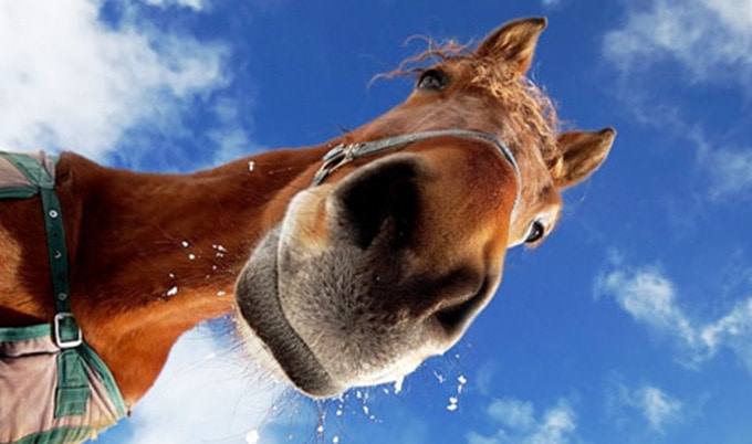 VegNews.Horse1