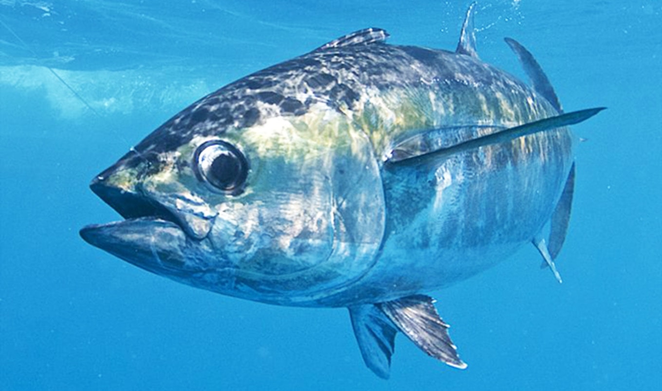 Finless Foods Aims to Make Slaughter-Free Fish