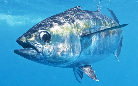 Finless Foods Aims to Make Slaughter-Free Fish