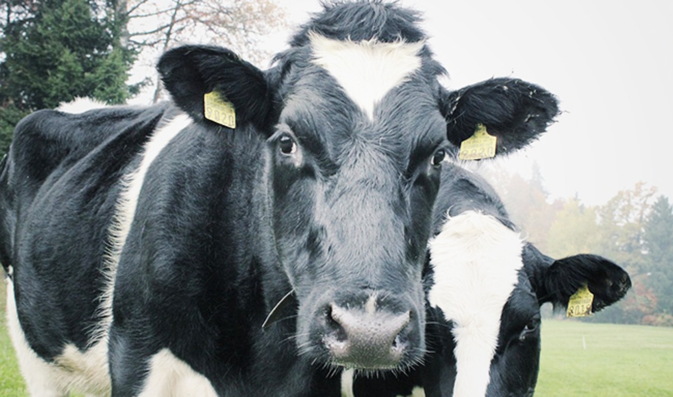 Oregon Shuts Down Its Second-Largest Dairy Farm