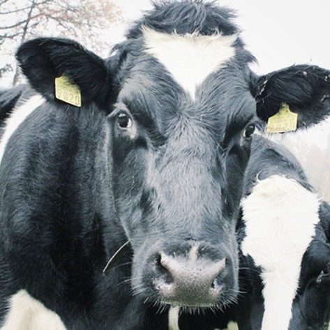 Oregon Shuts Down Its Second-Largest Dairy Farm