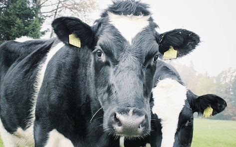Oregon Shuts Down Its Second-Largest Dairy Farm