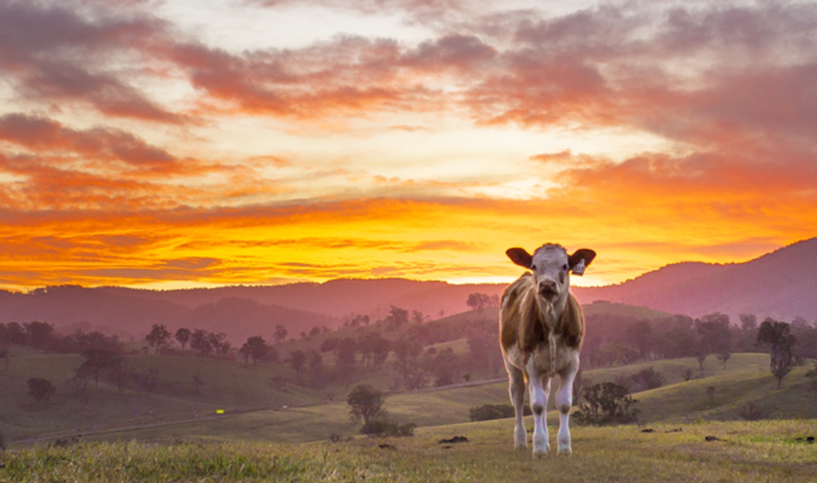 Hong Kong Entrepreneur Warns Animal Ag Will Lead to Inevitable Food System Collapse