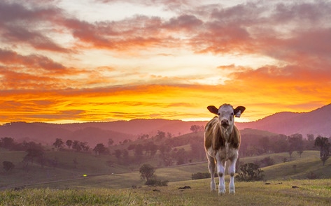Hong Kong Entrepreneur Warns Animal Ag Will Lead to Inevitable Food System Collapse