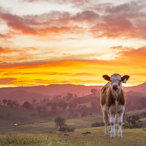 VegNews.SunsetCow