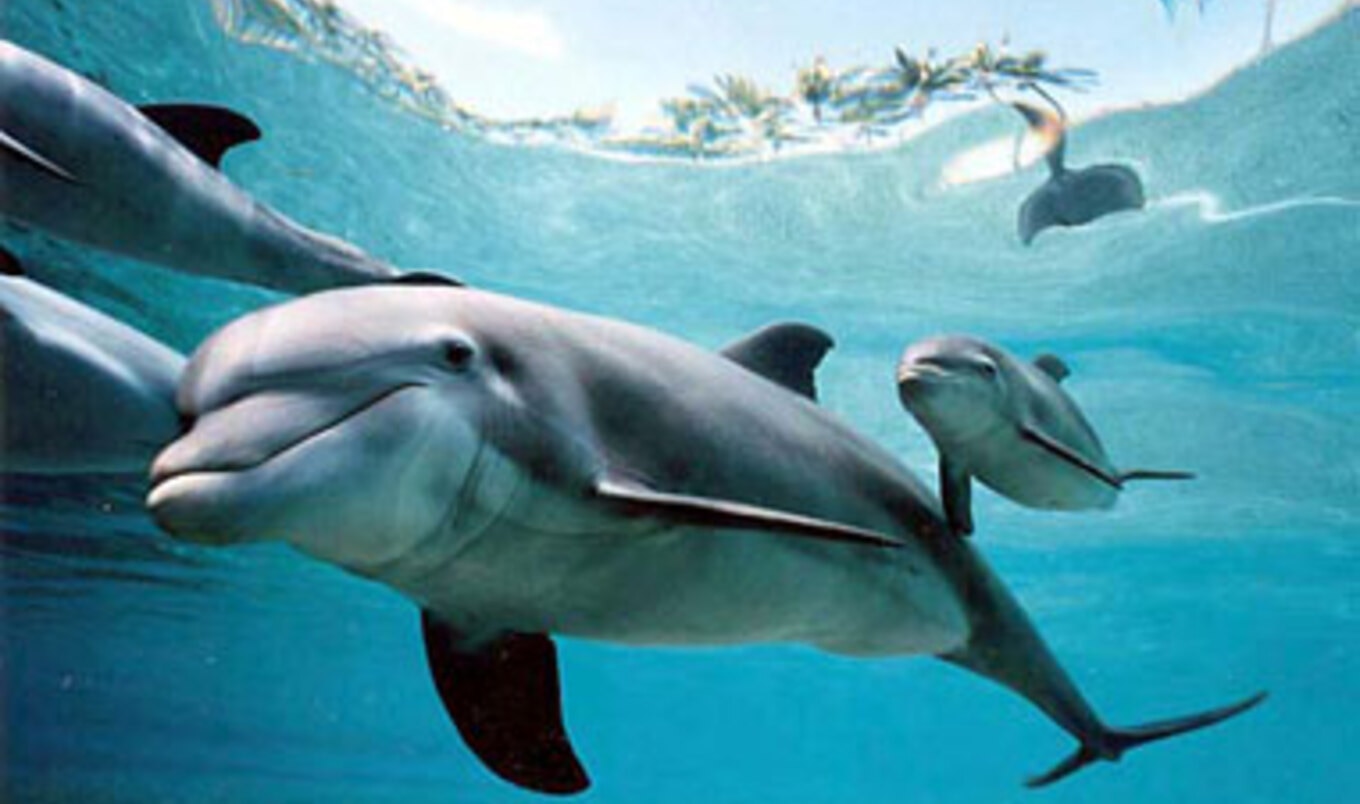 Indian Officials Announce a Ban on Dolphin Shows
