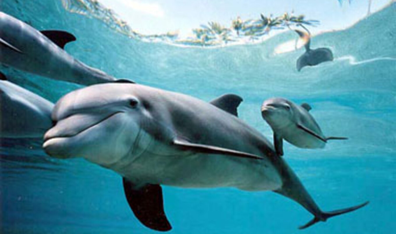 Metacognition in Animals | VegNews Metacognition in Animals | VegNews