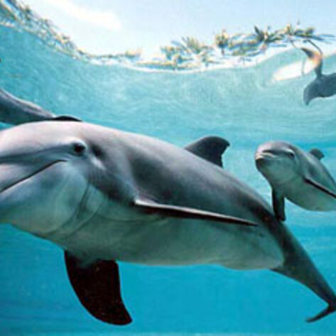 Indian Officials Announce a Ban on Dolphin Shows