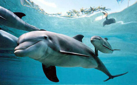 Dolphin Slaughter Series Airs