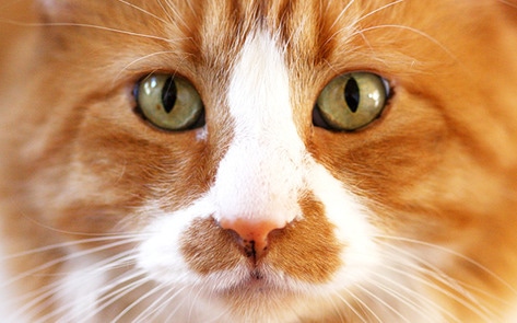 Vegan Cat Café to Open in LA