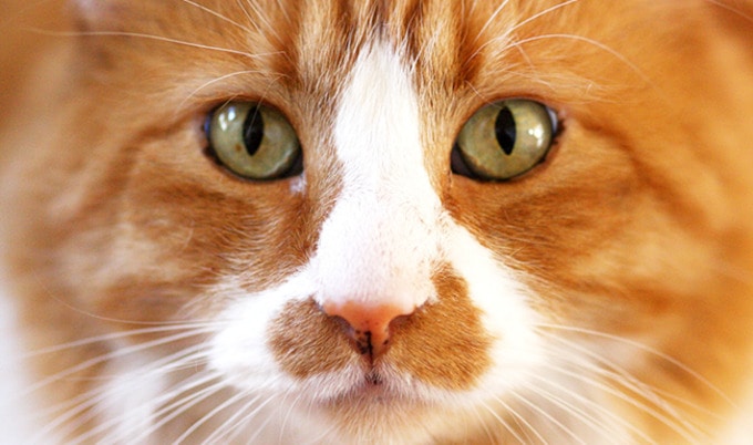VegNewsGingerCat