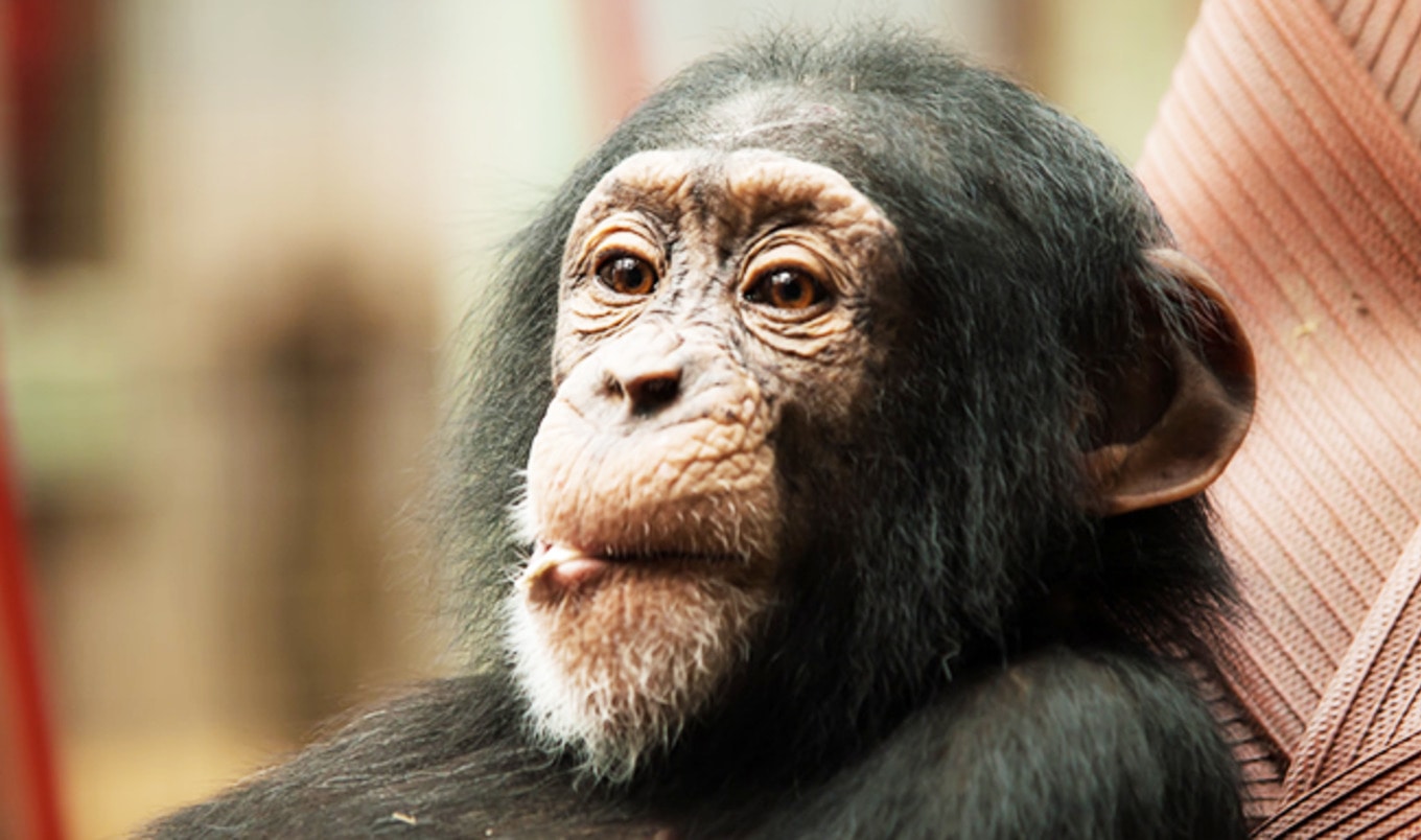 Starving Liberian Chimps Saved by $6 Million Deal