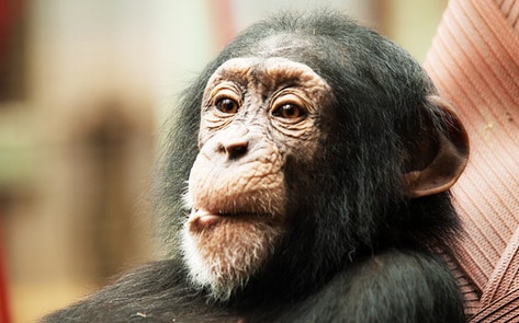 Starving Liberian Chimps Saved by $6 Million Deal
