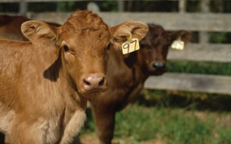 State Improves Standards