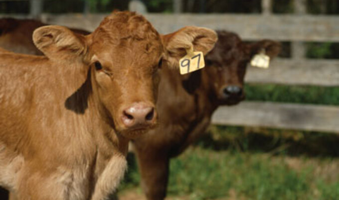 Calves