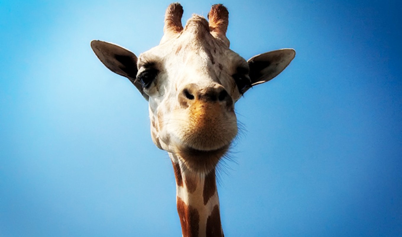 <i>National Geographic</i> Makes a Case to Ban Zoos