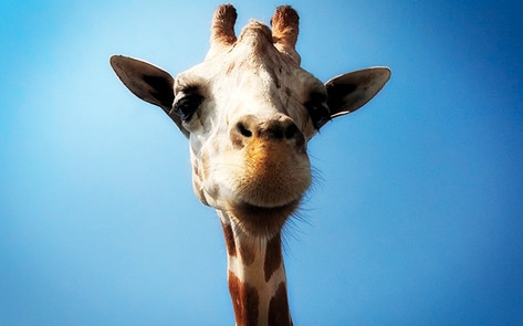 <i>National Geographic</i> Makes a Case to Ban Zoos