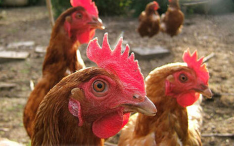 Chickens Seized In Raid