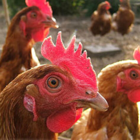 The German Egg Industry Faces Mislabeling Fraud