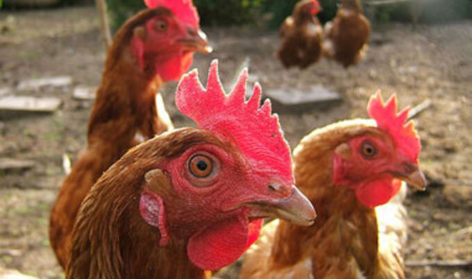 chickens1