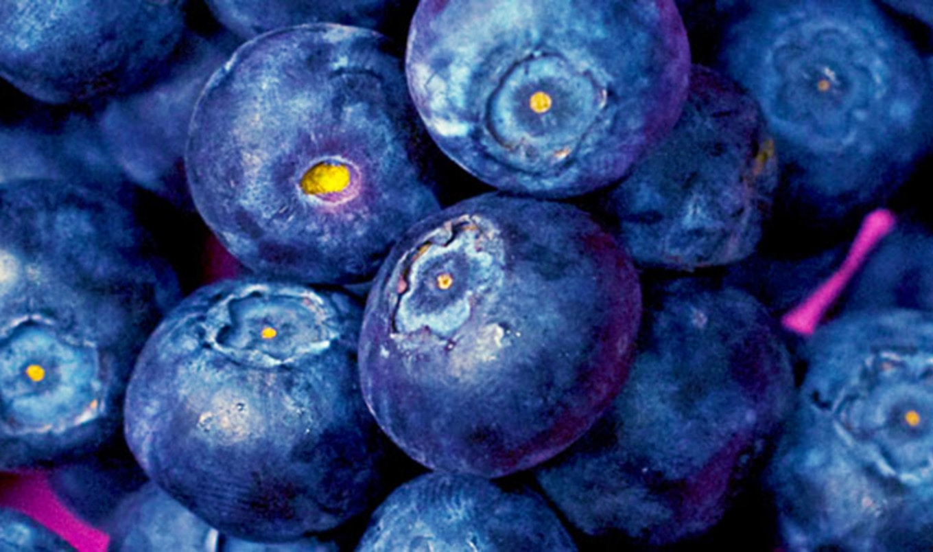 Blueberry Farms Replacing Pigs on Prince Edward Island